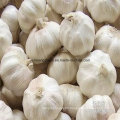 New Crop Fresh Garlic Pure White and Normal White